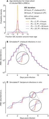 How to quantify developmental synchrony in malaria parasites